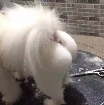 怎么才能长出尾巴 75c5851d28d946e095a3b4a2f031b5bf.jpeg