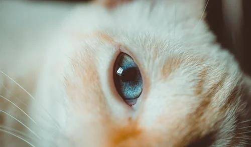 猫咪|萌宠猫咪的图片合集