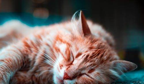 猫咪|萌宠猫咪的图片合集