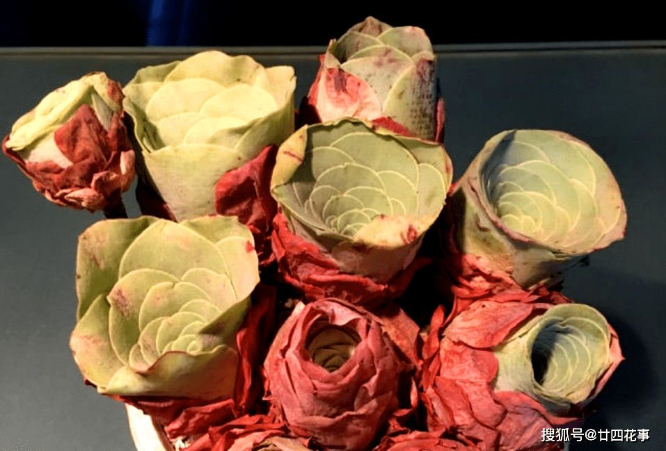 原创2种多肉睡美人梦中度夏休眠更美值得拥有