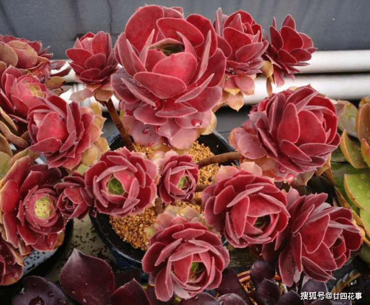 原创2种多肉睡美人梦中度夏休眠更美值得拥有