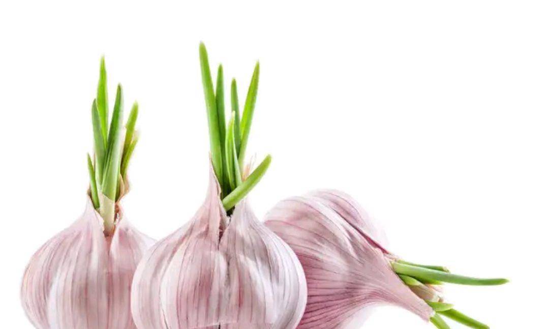 蒜头怎么剥开来种 ce3eb4db309343308a619afa431e404a.jpeg