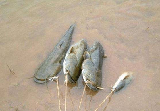 都知道这鱼爱吃"垃圾",常被嫌弃,在农民眼中却是好东西