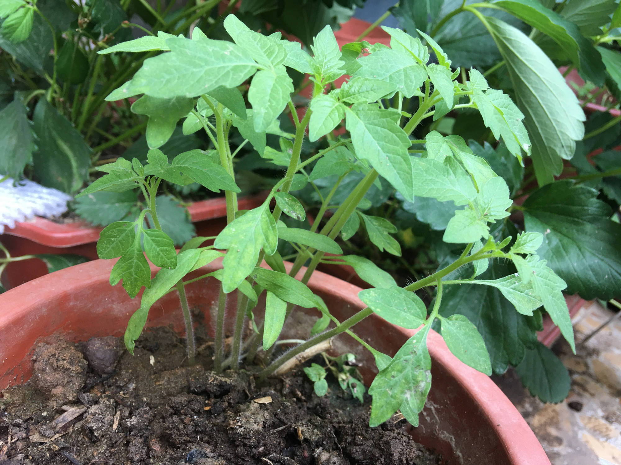 什么时间开始育苗 48e1acb0004d4d5383d3e4f683f87da7.jpeg