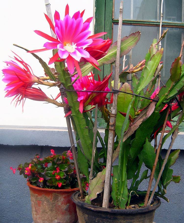 原创植物扦插篇之令箭荷花上手很容易你也可以做到