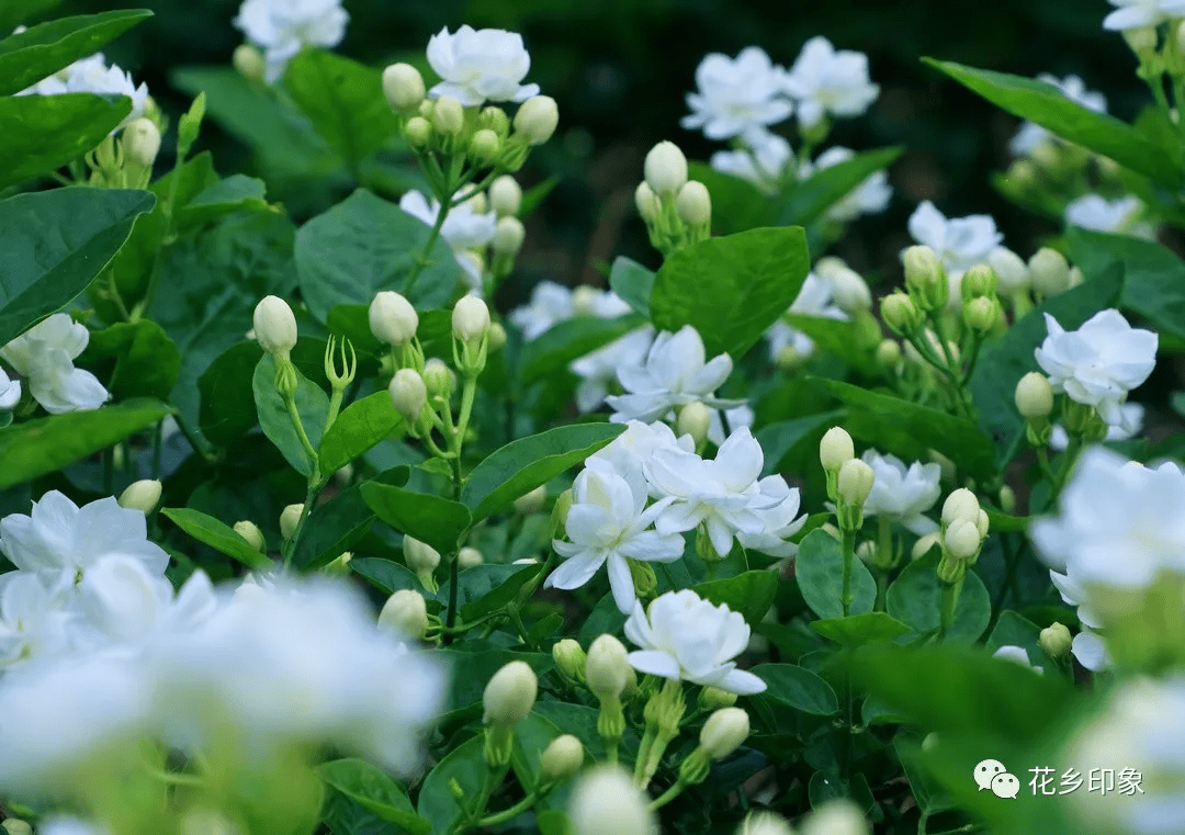 大马士革玫瑰精油多少钱一瓶_阿芙大马士革玫瑰纯露_美讴的大马士革玫瑰纯露