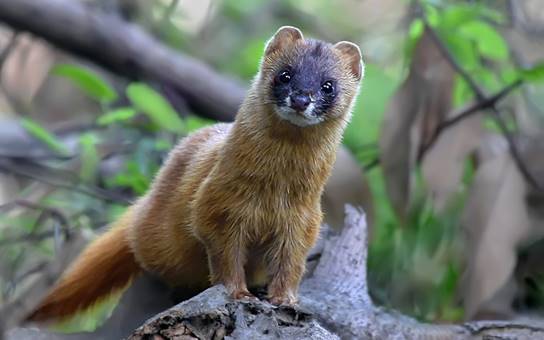 原创为何古人认为黄鼠狼不可以杀专家研究表明原来真的不能杀