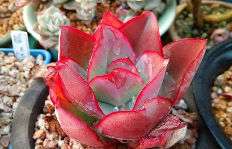 多肉钢叶莲超好看超好养,同时没有明显的休眠期,喜欢秋季可入手