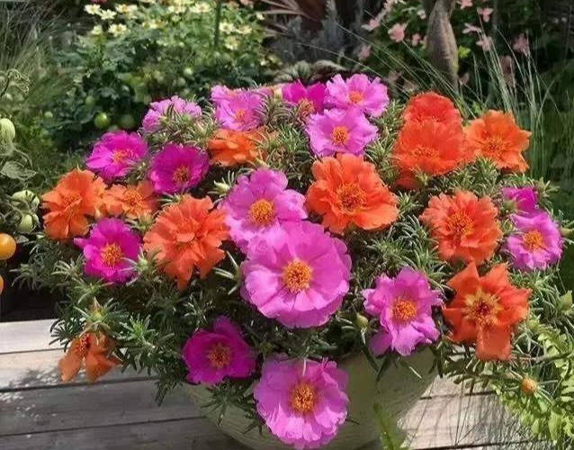 什么时候给花打顶 ae428ee0e20e47b09206fdebd881b5af.jpeg