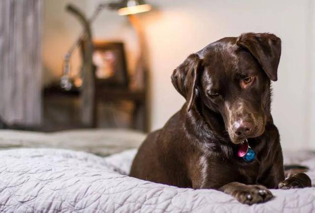 一只狗如果不做绝育 你们知道会有什么隐患吗 引发铲屎官深思 狗狗