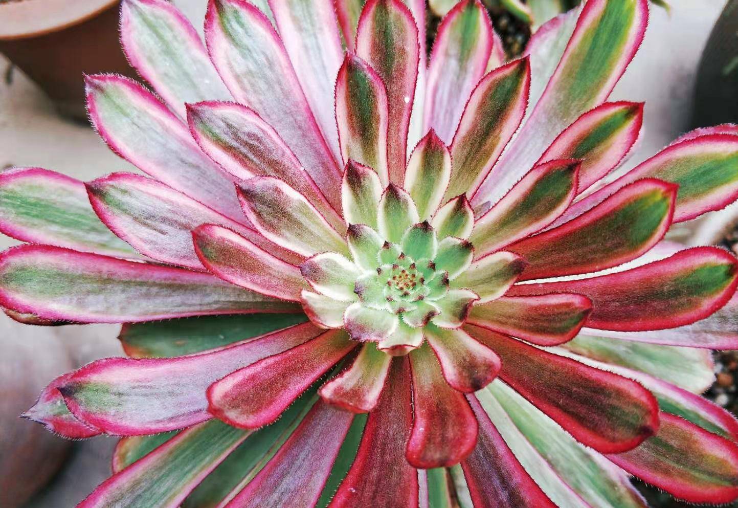 多肉红覆轮锦法师的茎秆有点歪栽种的时候可以埋深一点吗