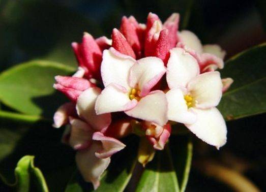 家居养护试试这些花 外表呆萌可爱 易养易成活 新手也能养好 血色