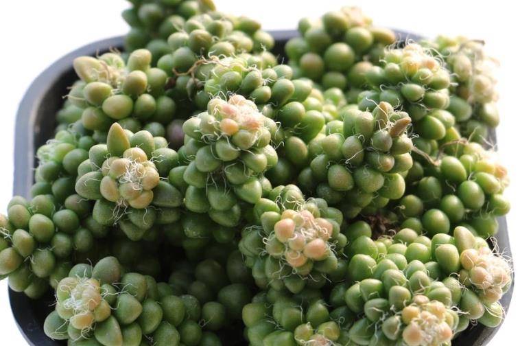 多肉茶笠是个小可爱,不但毛茸茸的,而且养出状态后还能变成彩色