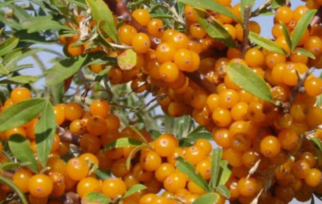 原创女性若不想当黄脸婆,经常吃三种果子三种蔬菜,皮肤嫩滑有光泽