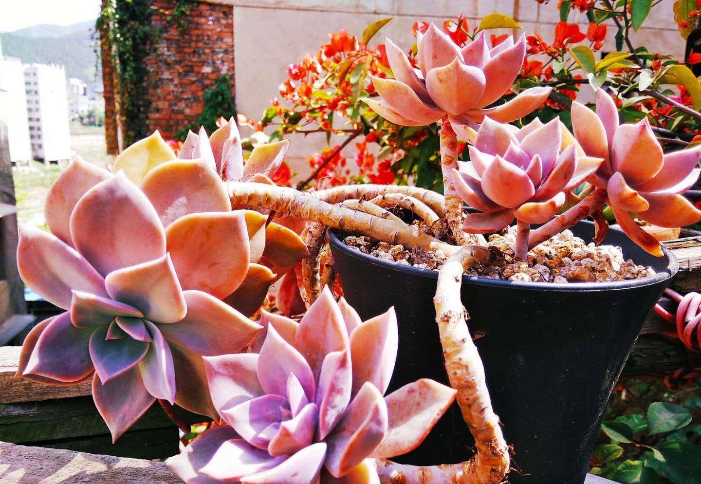 情况,一旦湿度计显示气温超过35℃,我就会给不耐晒的多肉拉上遮阳网