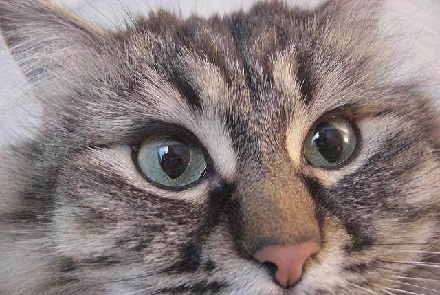 怎么看小猫的指甲 1cc854855d2246a0be8e0cc435c6a311.jpeg