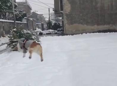 下雪天 柯基的短腿就是铲屎官的玩具 雪地