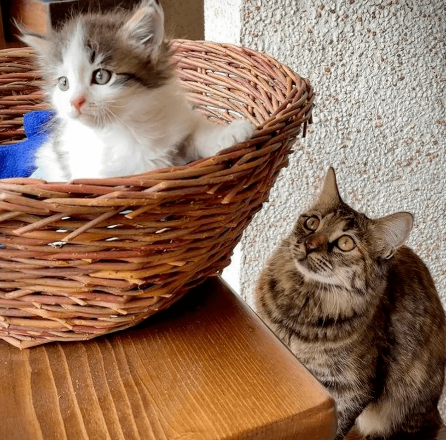 怎么才能让小猫迎接主人回家 3e19501aa5454128bccc26041448de3e.png