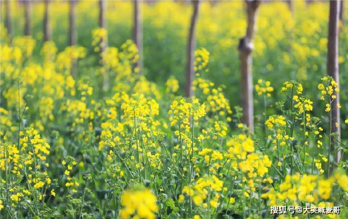 近日 西安第一波油菜花海绽放 西京学院内花团锦簇蜂飞蝶舞 种植