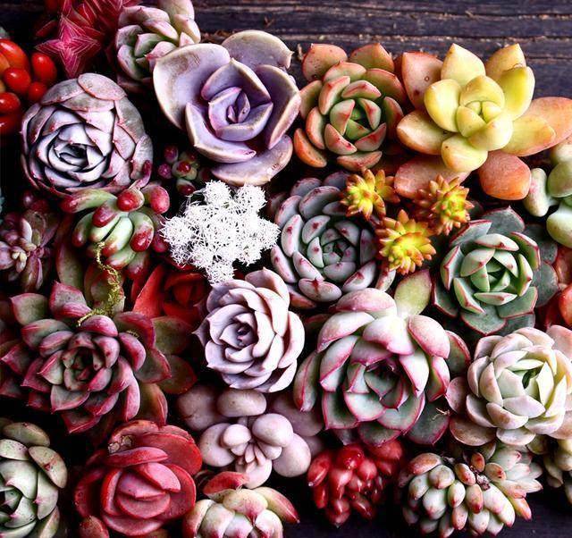 不死鸟多肉植物百科 4275539bac1743a7b815cc0b3e53a853.jpeg