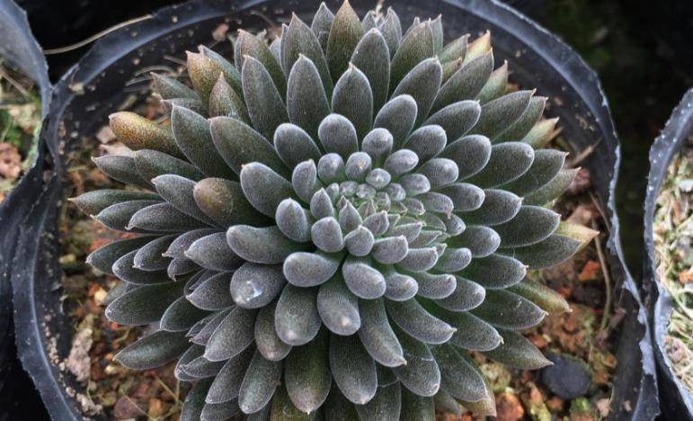 没有,有的只是蓝石莲和鲁氏石莲以及滇石莲