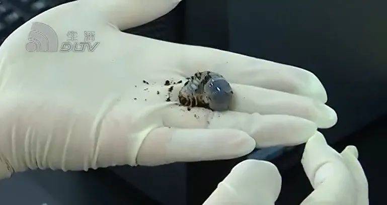 世界上最漂亮的甲虫 在大连被截获 昆虫