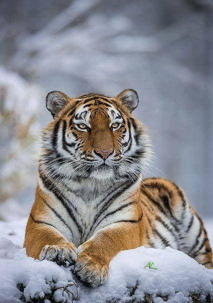 世界上最大的老虎是哪个老虎 bf30fd66c3844caa93a6ca923c92c687.jpeg