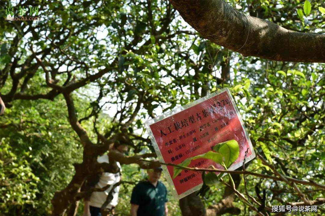 学费|什么是学费茶？