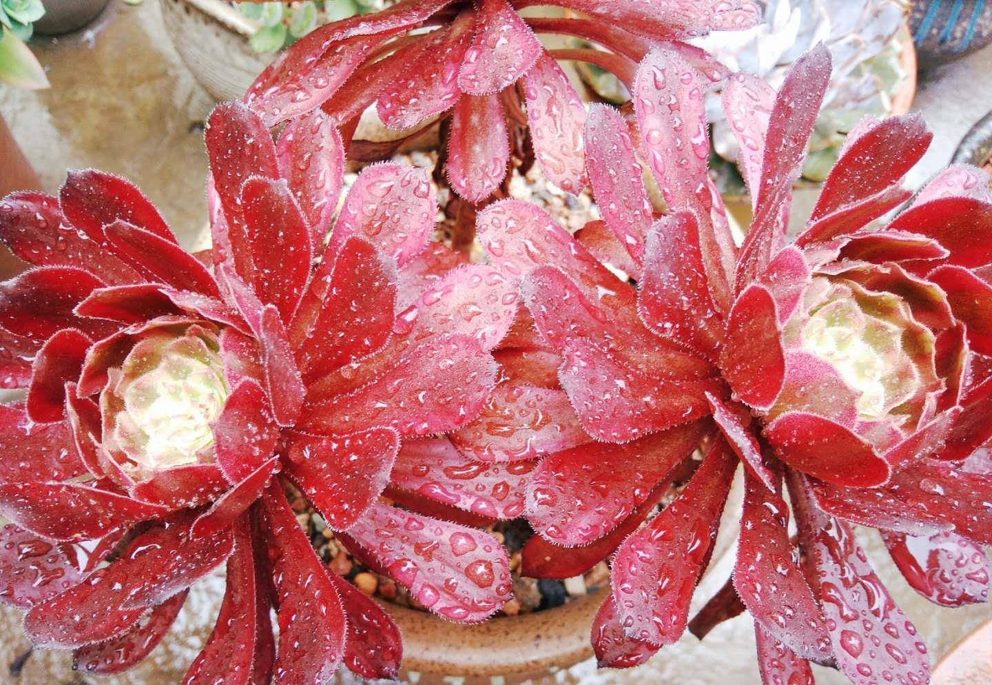 红覆轮锦法师美丽又霸气,但露养过程中这些细节要注意