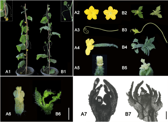 bsa定位黃瓜花和卷鬚形成的關鍵基因csufo