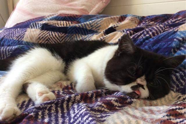 波斯|养猫一定要养这几种，太萌了！