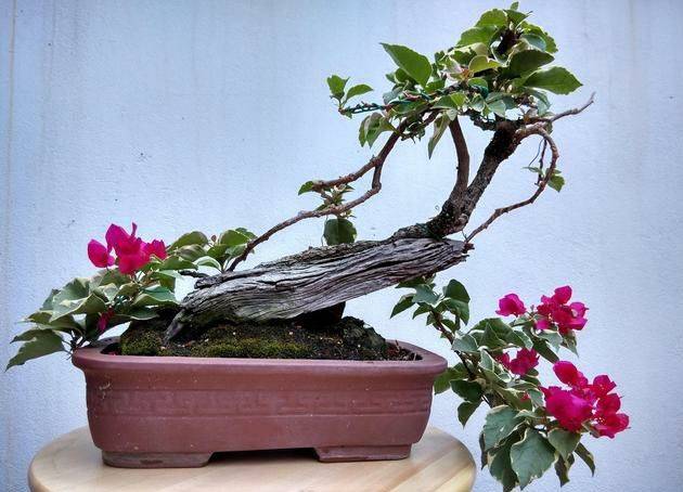 精品三角梅盆景图片欣赏 2282681b4c034fcdb4757f7bac5db3dc.jpeg