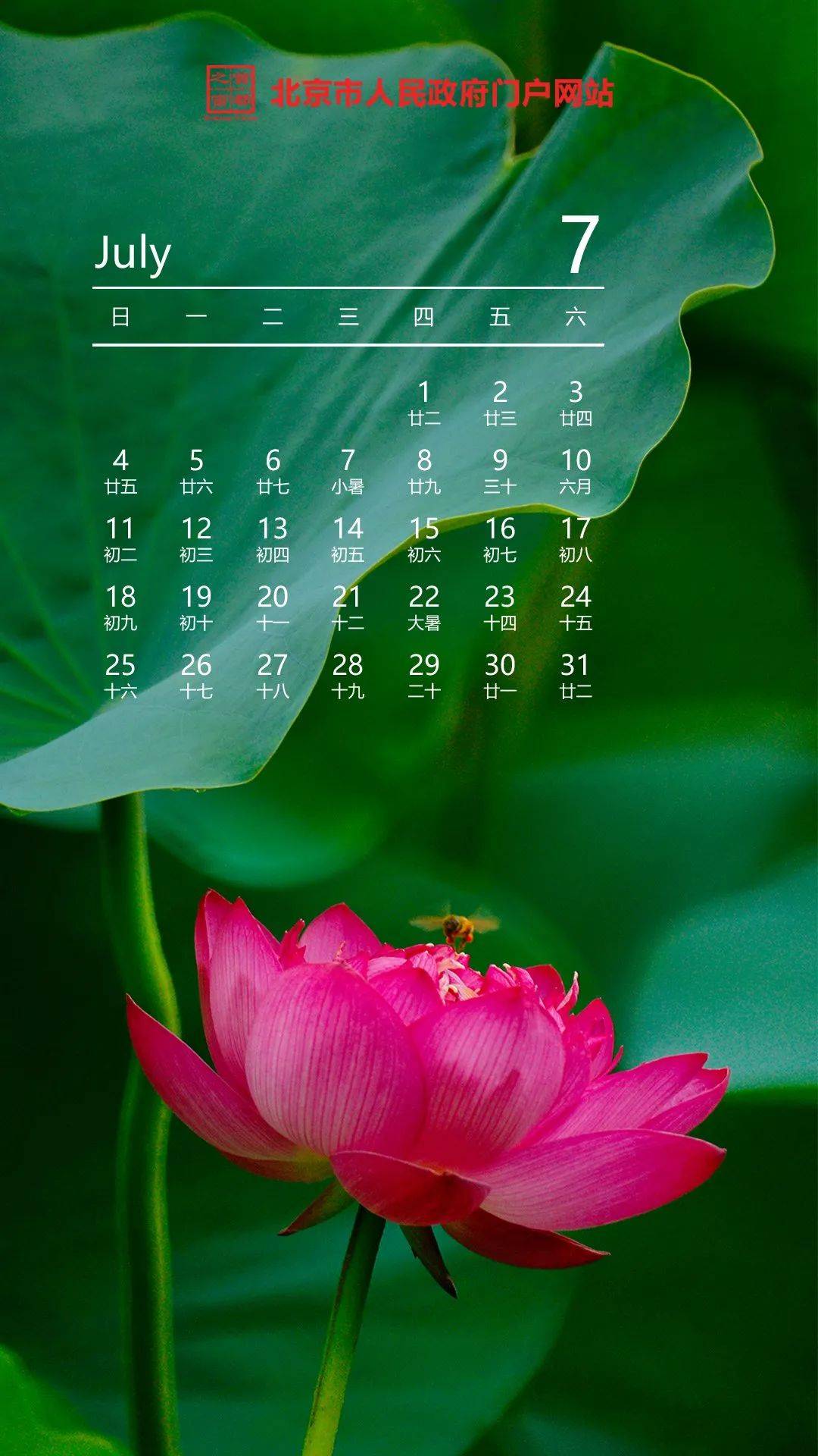 你好 七月丨愿所有美好 都如夏花般绚烂 摄影