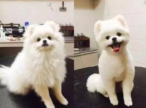 主人给狗狗做造型 好好的一狗子把人家整成这样 你是亲主人么 换季