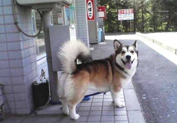 补充|养了柴犬5年，才发现它的身材比例不正常：腿怎么一直没变长呢？