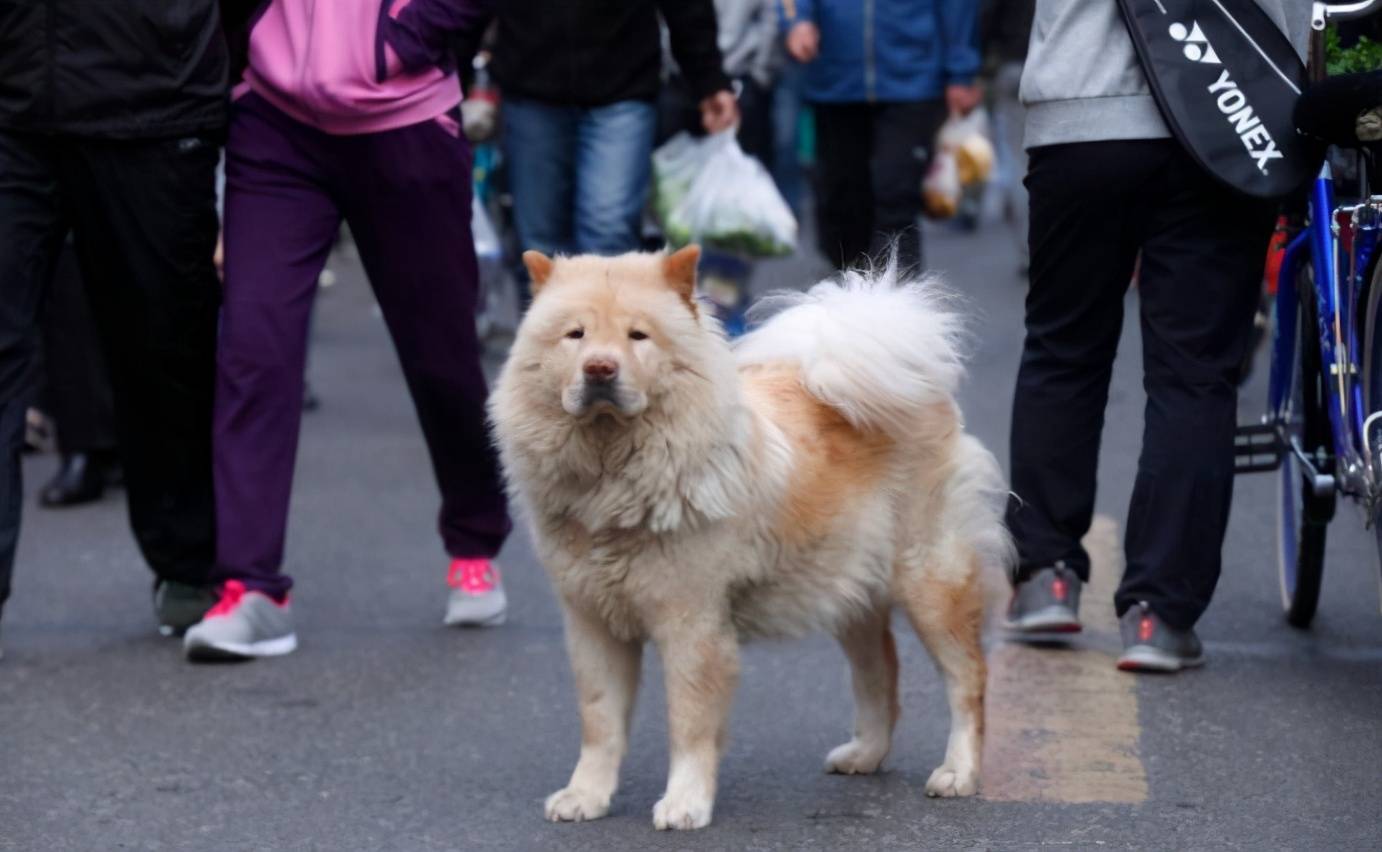 狗为啥总是一惊一乍 f8722386bd084532aa9422c2ef7a8788.jpeg