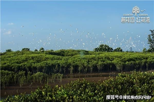钦州碧桂园红树湾闪亮登场简直震撼人心背后真相让本地人都难以接受
