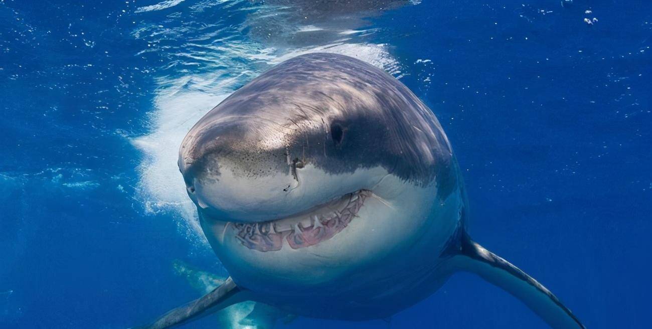灭绝的鲨鱼有多少种 世界上最可怕的鲨鱼