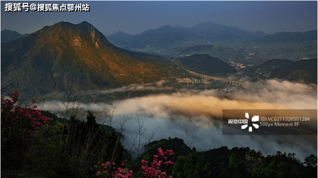中山杉中山杉