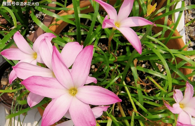 风雨兰有毒吗 5081f8b22d9647d99d9964135ec08e90.png