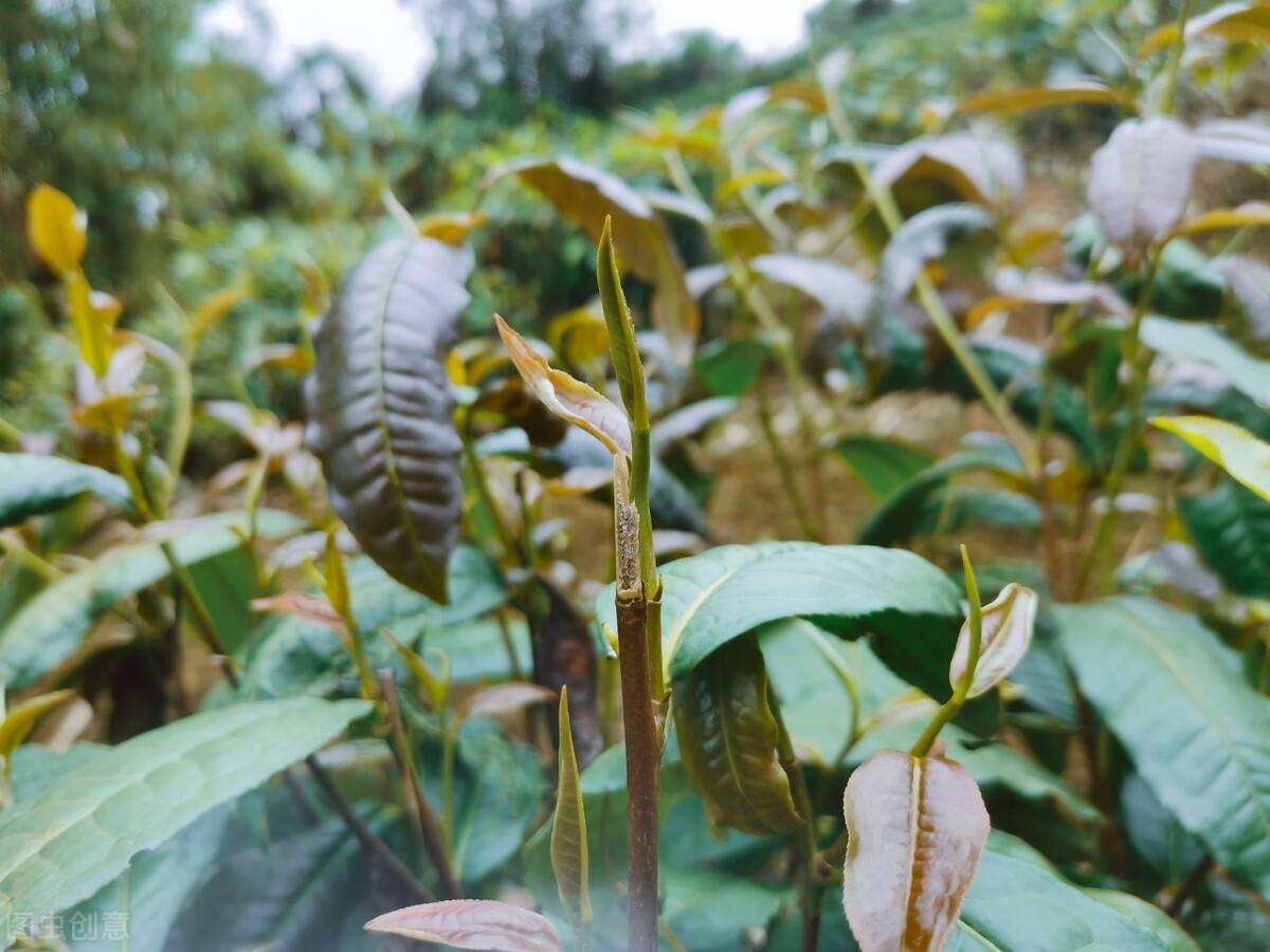 普洱茶出現紅葉紅梗正常嗎8個原因告訴你答案