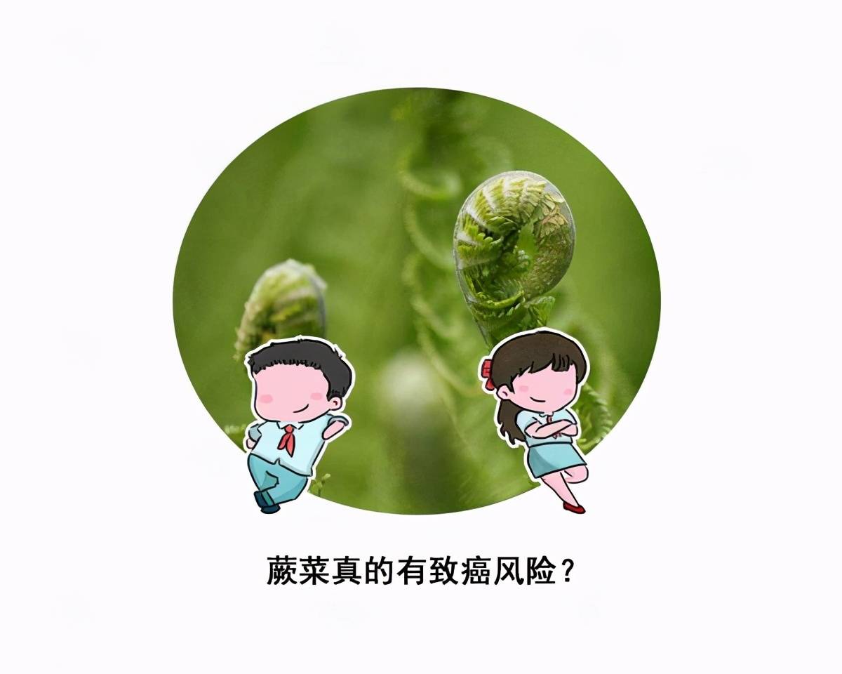 原创
吃一点都会致癌?“野菜之王”的蕨菜,是否吃了真的会得癌症?
