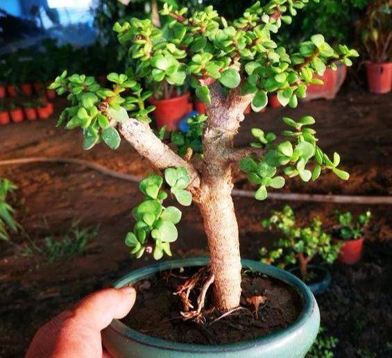 怎么养金枝玉叶才能出锦 19cb9d77a09e49e4a5cff549faa71663.jpeg