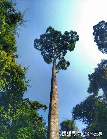 原创世界上超高的5棵树一棵有50层楼高中国的这颗名叫望天树