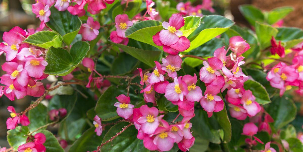 四季海棠是多年生草本,养护得当,一年四季都能开花.