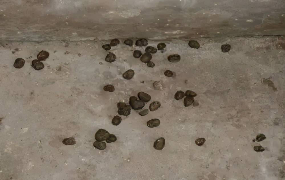 原创母猪大便干燥怎样解决母猪便秘怎么办本文方法很实用