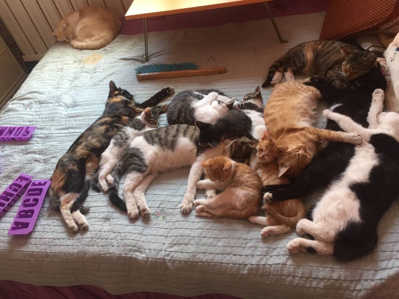 猫咖里,宠物店里面的猫咪之所以不怕人,主要受到生活环境的影响