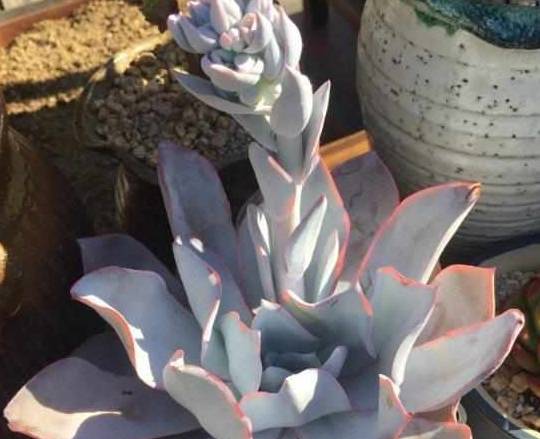 多肉植物夏天怎么浇水比较好 选择这个时间 多肉呼呼长 土壤