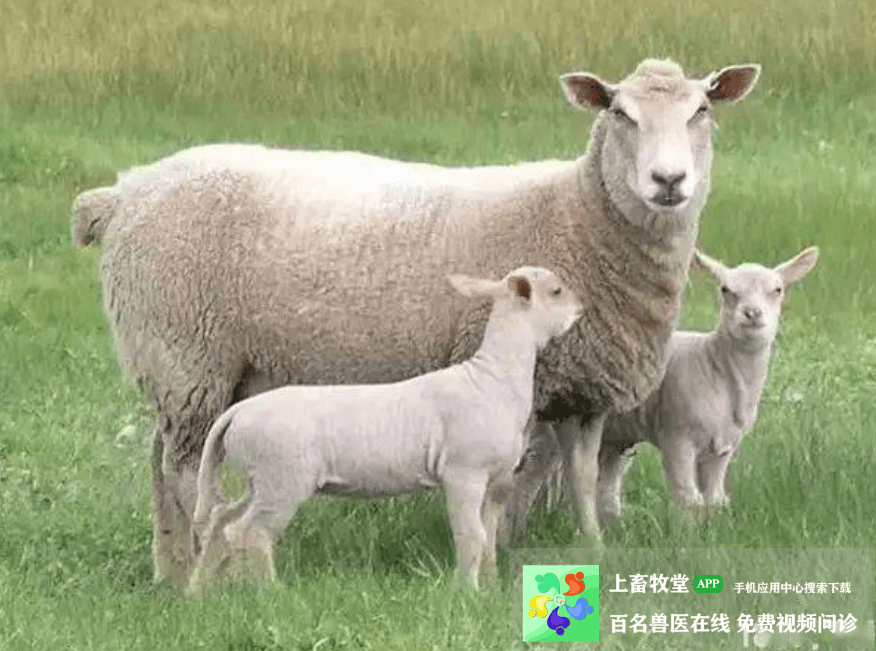 羊鼻蝇蛆病怎么治如何消除羊鼻蝇对羊的危害