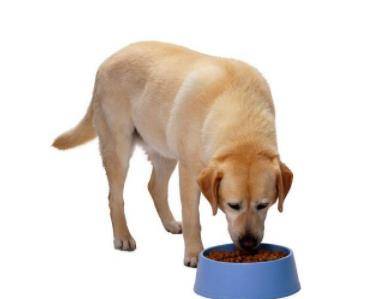 狗为啥吃狗 0dcb4c97ec2a44fead8373643d594786.jpeg